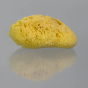 Natural Sponge (Code NS )