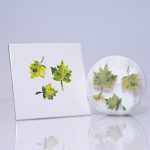 Large Sycamore leaves x 3 (code 82) - Sponge Its laser cut sponges designed by Rachel Byass