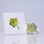 Medium sycamore Leaf (code 80) - Sponge Its laser cut sponge designed by Rachel Byass