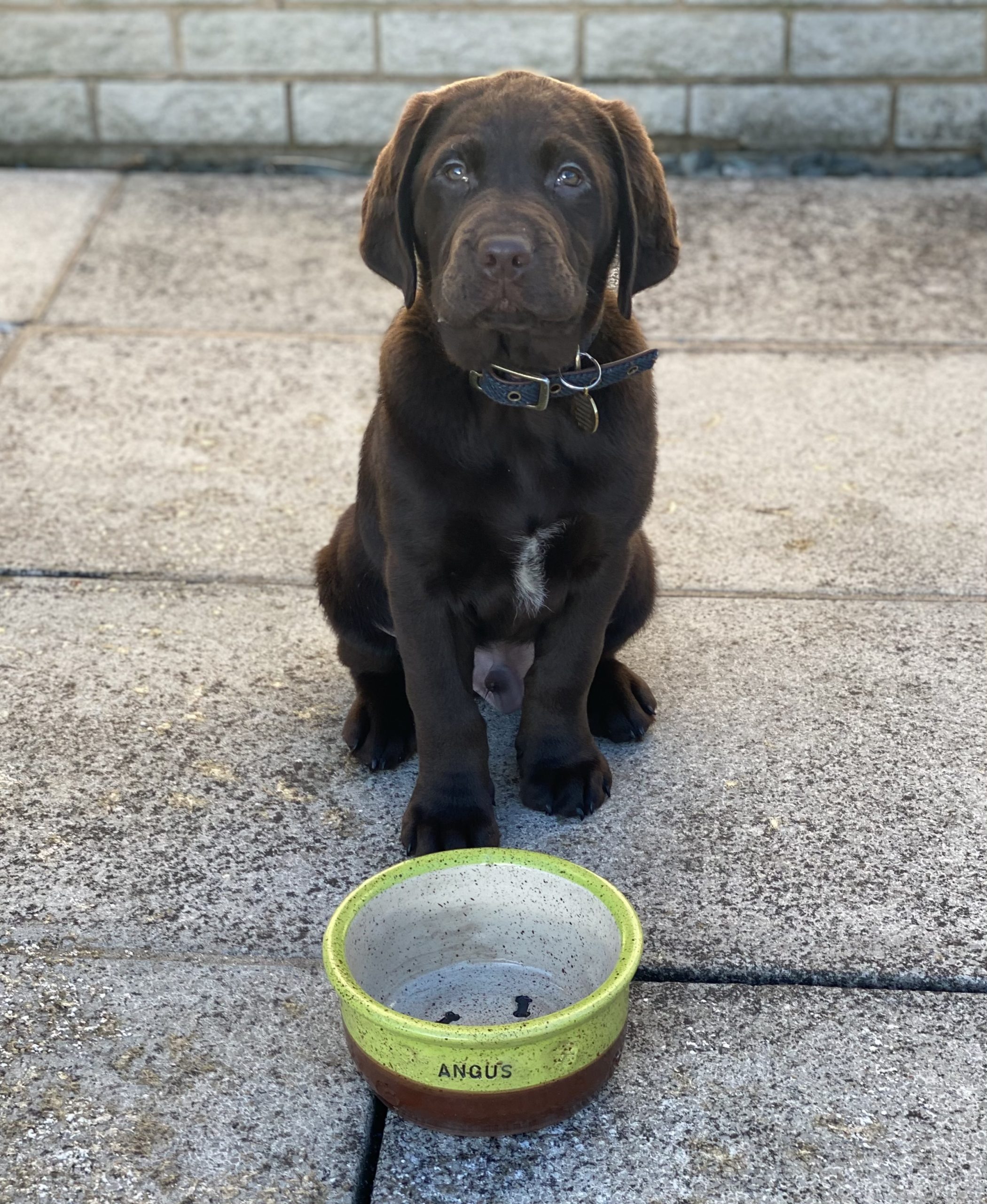 Hand thrown stoneware pet bowls - Image 3
