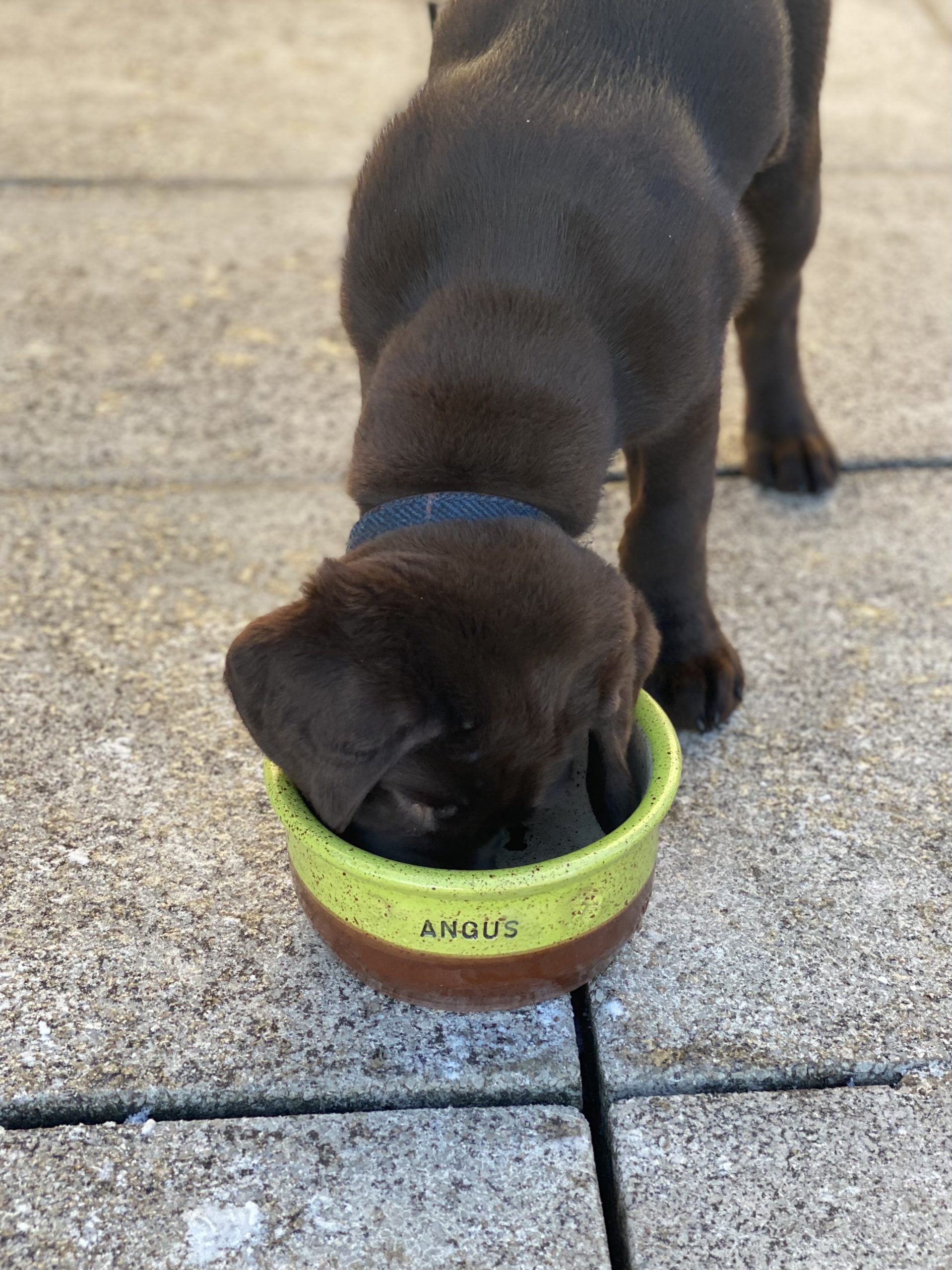 Hand thrown stoneware pet bowls - Image 2