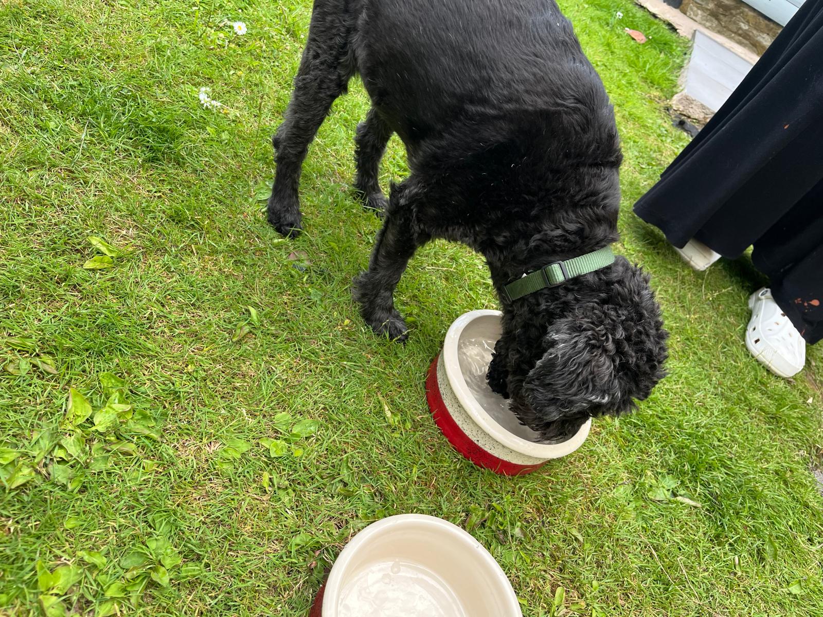 Hand thrown stoneware pet bowls - Image 20